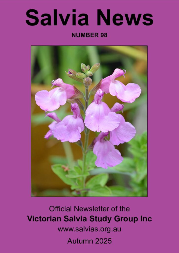thumbnail of 98-Salvia News