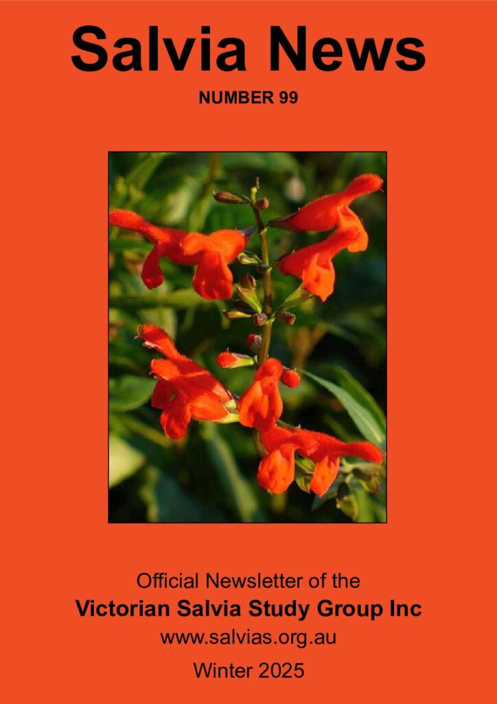 thumbnail of 99- Salvia News