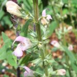 Salvia taraxicifolia Salvia taraxicifolia