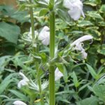 Salvia taraxicifolia Salvia taraxicifolia