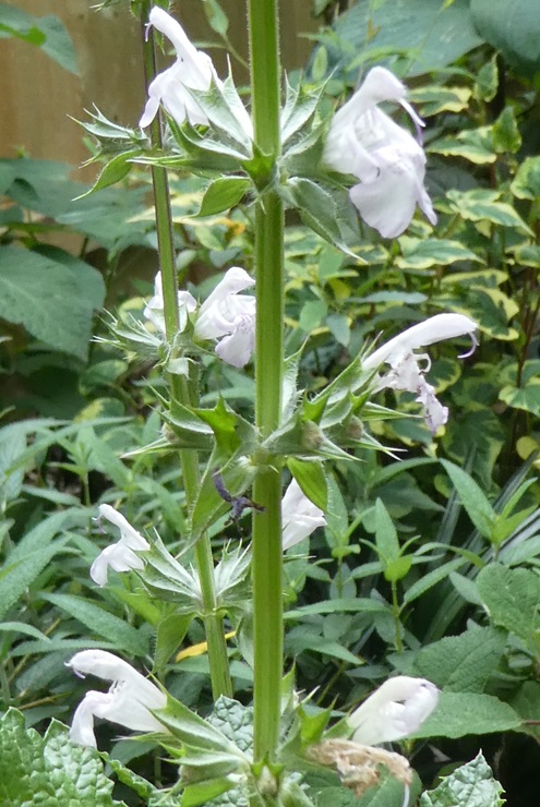 Salvia taraxicifolia Salvia taraxicifolia