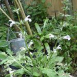 Salvia taraxicifolia Salvia taraxicifolia