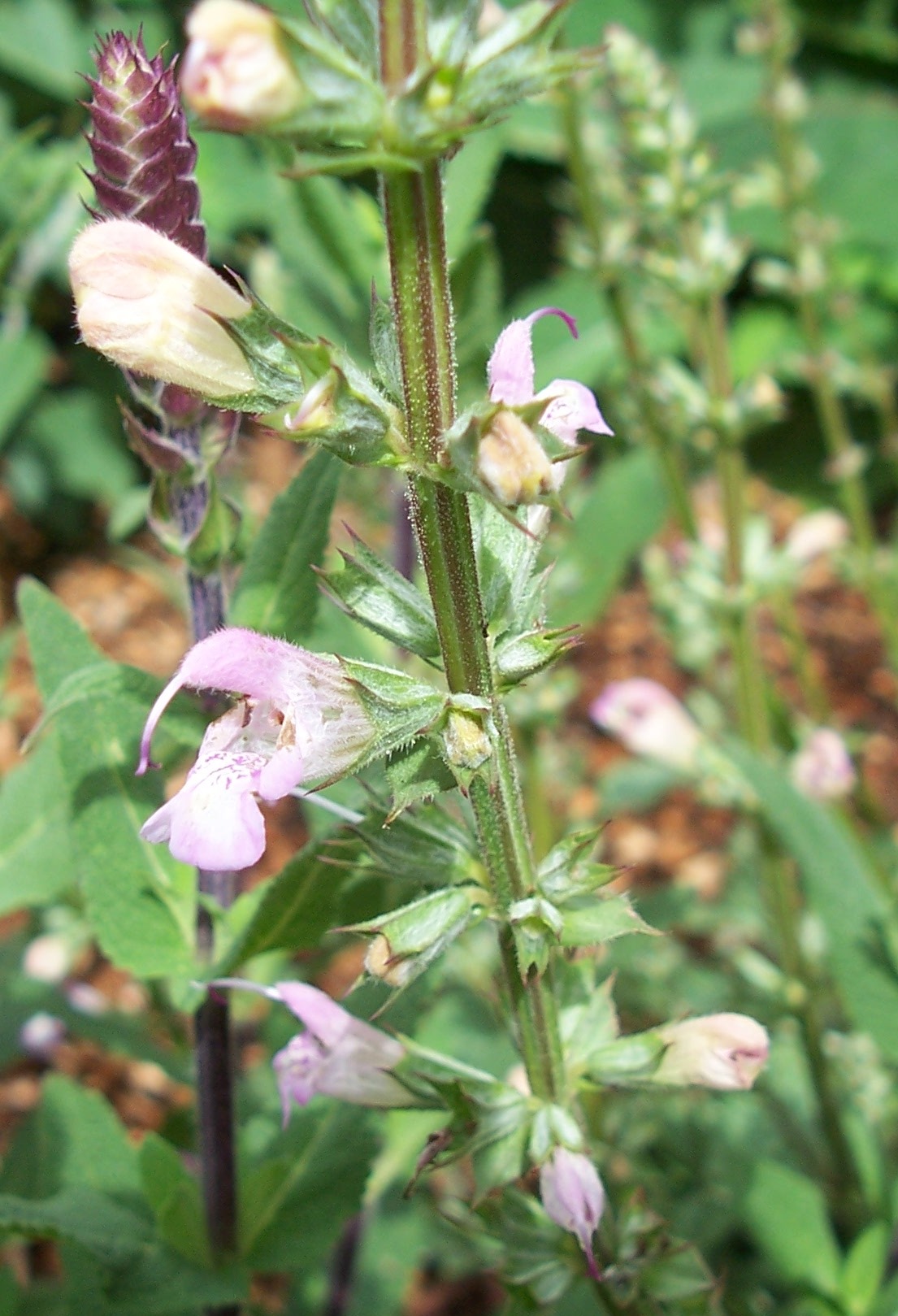 Salvia taraxicifolia