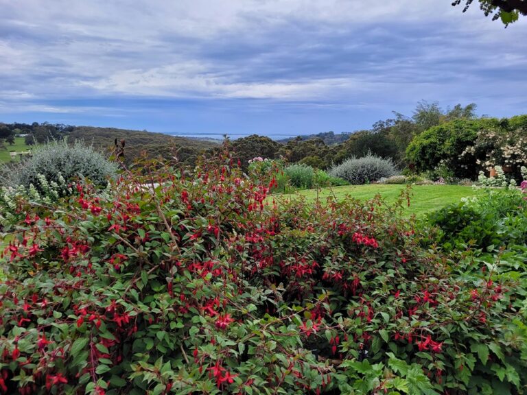 Ailsa's garden