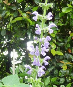 Salvia pratensis 'Verona'