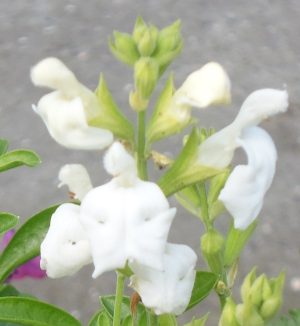 Salvia greggii 'Alba'