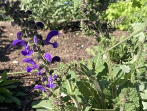Salvia pratensis 'Midnight Model'