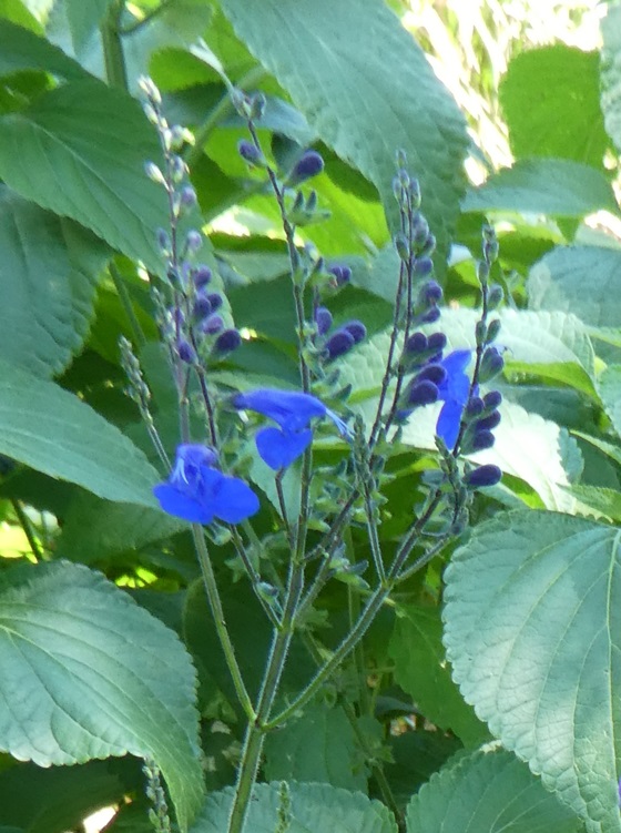 Salvia sagittaata