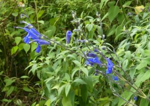 Salvia sagittata