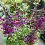 Salvia 'Unplugged Pink' Salvia 'Unplugged Pink'