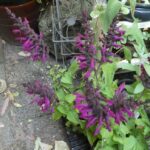 Salvia 'Unplugged Pink' Salvia 'Unplugged Pink'