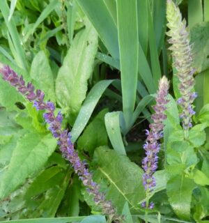 Salvia amplexicaulis