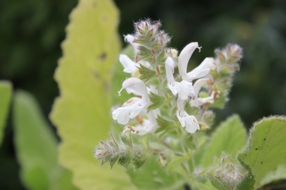 Salvia broussonetti