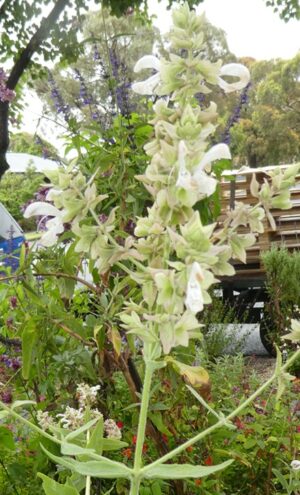 Salvia canariensis var candissima 'Alba'