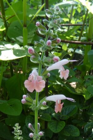 Salvia coccinea bicolor