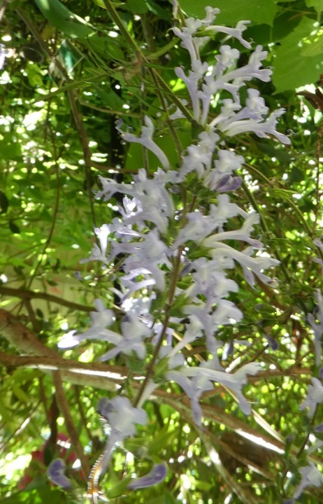 Salvia nanchuanensis