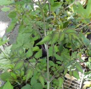 Salvia nanchuanensis