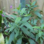 Salvia orbigneai Salvia orbigneai