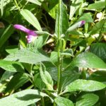 Salvia orbigneai Salvia orbigneai