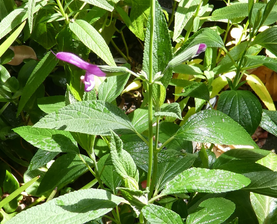 Salvia orbigneai