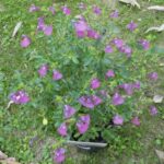 Salvia 'Dappled Delight' Salvia 'Dappled Delight'