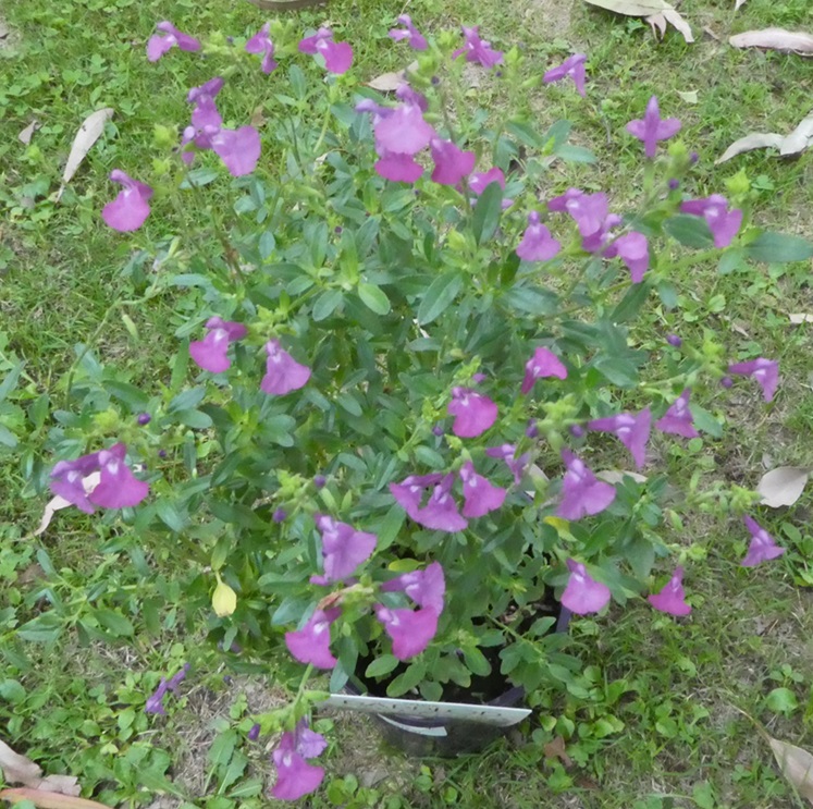 Salvia 'Dappled Delight' Salvia 'Dappled Delight'
