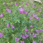 Salvia 'Dappled Delight' Salvia 'Dappled Delight'