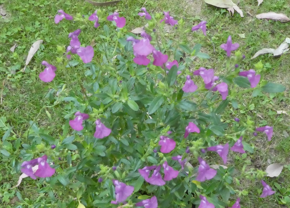 Salvia 'Dappled Delight'