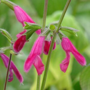 Salvia buchananii