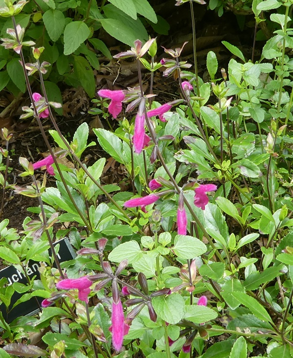 Salvia buchananii