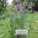 Salvia 'Dappled Delight' Salvia 'Dappled Delight'