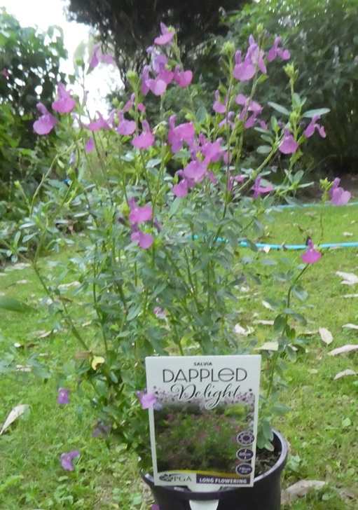 Salvia 'Dappled Delight' Salvia 'Dappled Delight'