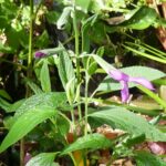 Salvia orbigneai
