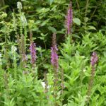 Salvia superba 'Pink Sensation' Salvia superba 'Pink Sensation'