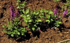 Salvia superba 'Rose Marvel' Salvia superba 'Rose Marvel'