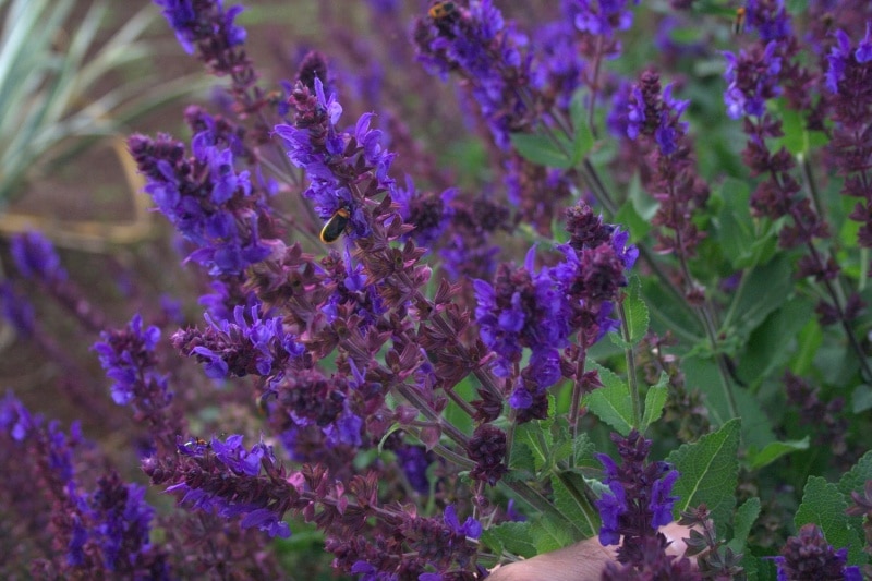 Salvia superba 'Giovanni':