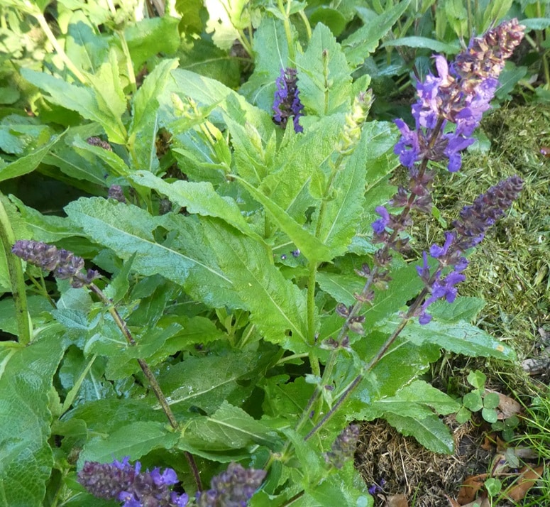 Salvia superba 'Giovanni'