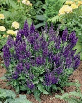 Salvia superba 'Marcus