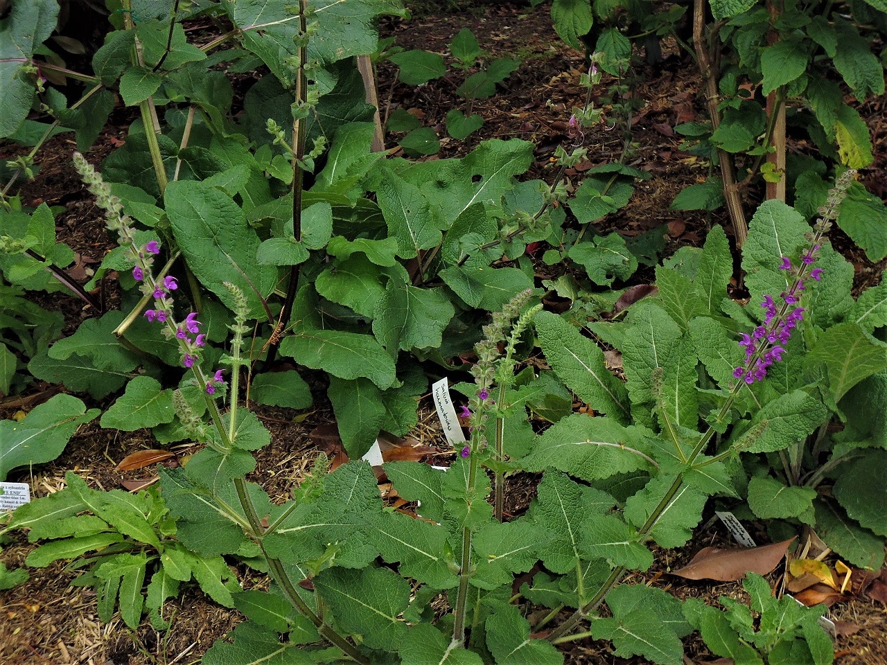 Salvia superba x 'Rubin'