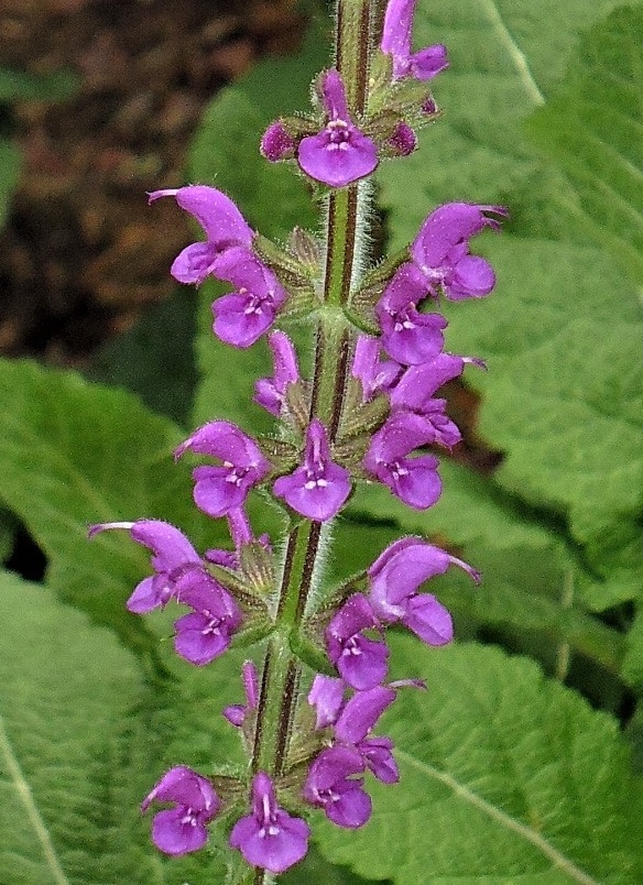 Salvia suberba x 'Rubin'