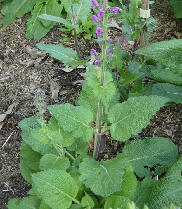 Salvia superba x 'Rubin'
