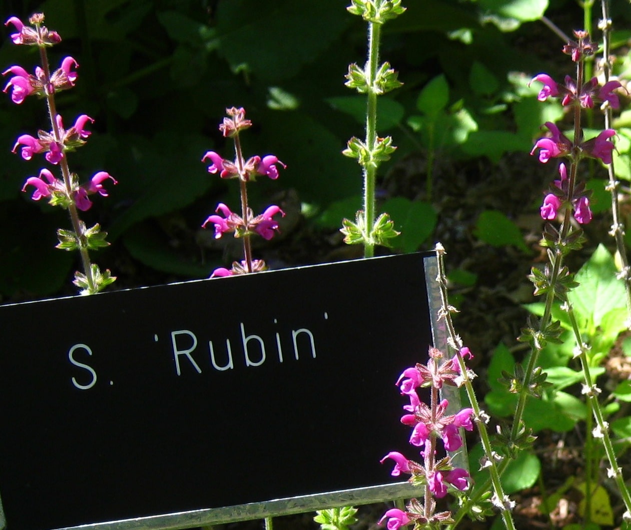 Salvia suberba x 'Rubin' Salvia suberba x 'Rubin'