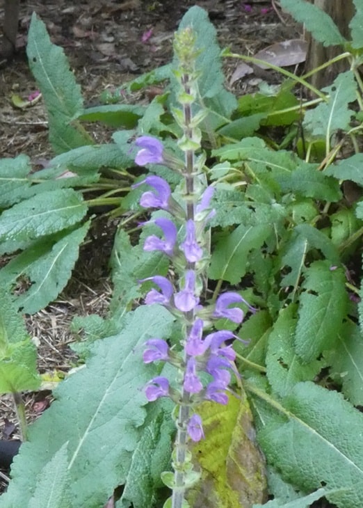 Salvia x sylvestris 'Serenade'