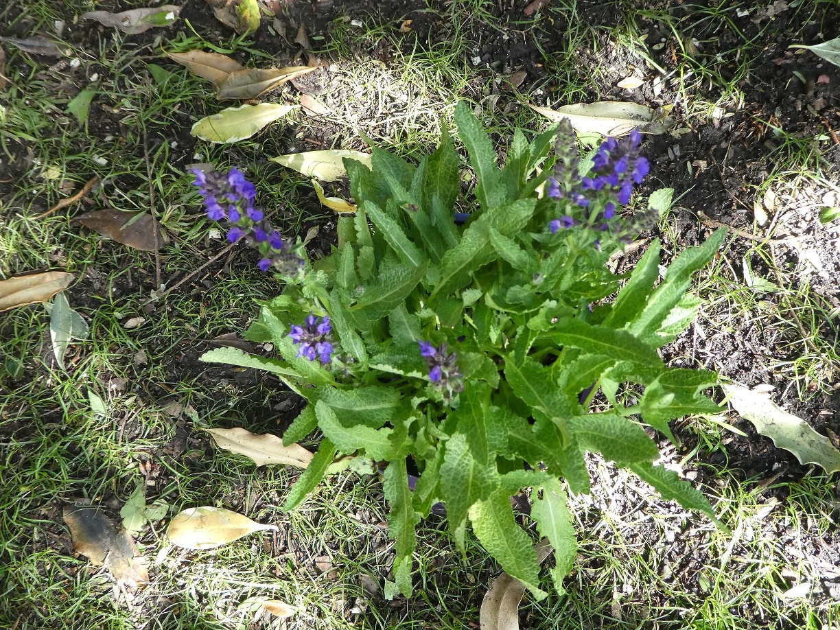 Salvia superba 'Marcus