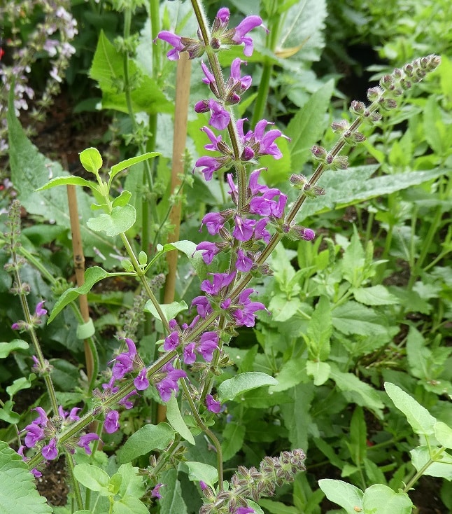 Salvia superba x 'Rubin'