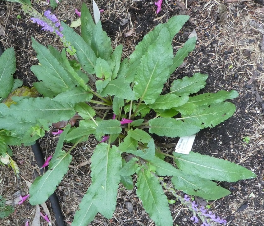 Salvia x sylvestris 'Serenade' leaves
