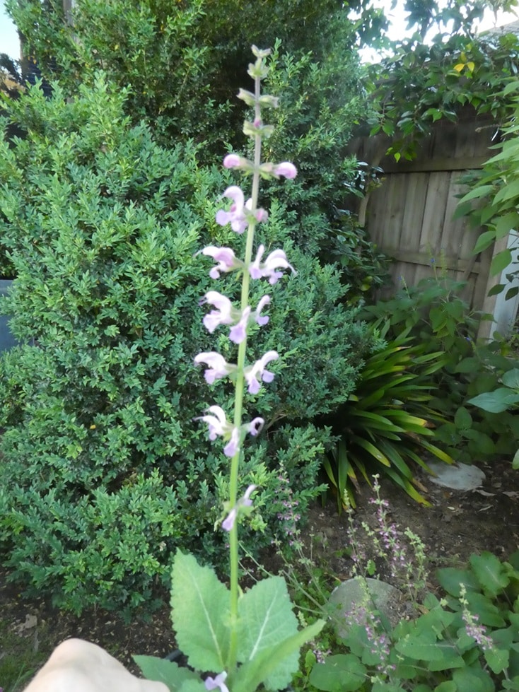 Salvia x sylvestris 'Serenade'