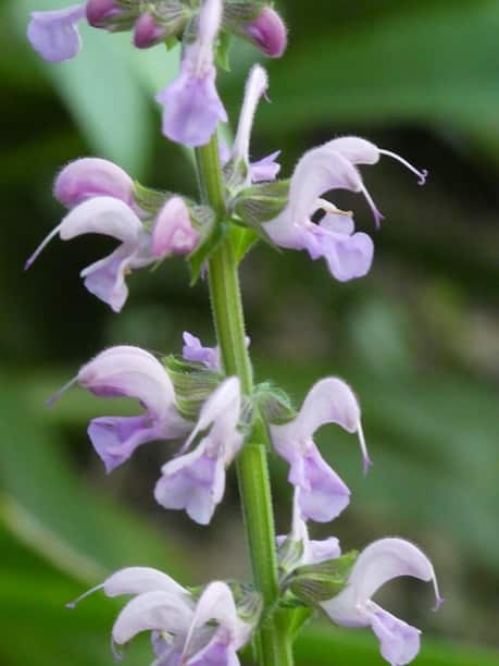 Salvia x sylvestris 'Serenade' Salvia x sylvestris 'Serenade'