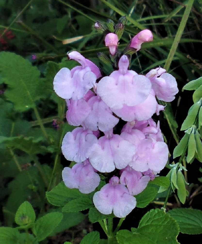 Salvia 'Baby Hope'