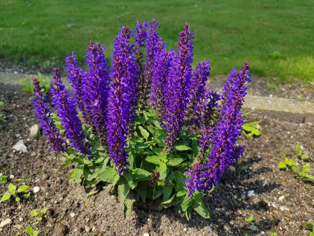 Salvia superba 'Bouquetta'